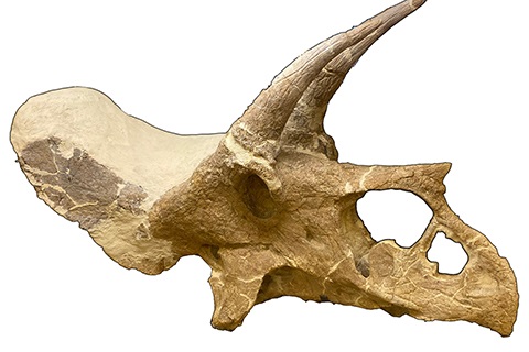 Pops the Triceratops Skull