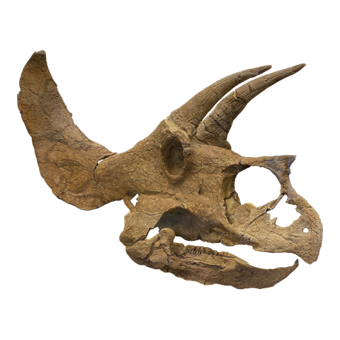 Fossilized Triceratops Skull 